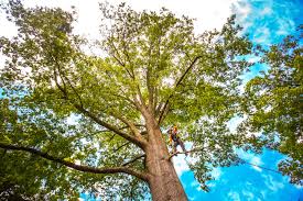 Best Tree Mulching  in Weston, MO